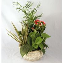 Dish Garden Dish Garden